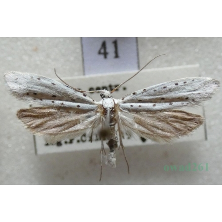 Yponomeuta sedella Treitschke, 1832 Namiotnik rozchodnikowiec Czech41